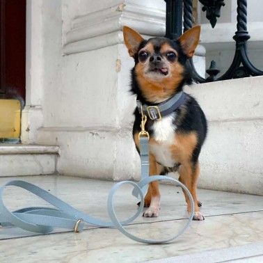 Smuk - Collier chien réglable en coton bio avec boucle dorée